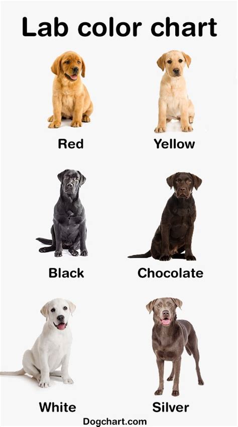 Exploring Different Labrador Coat Colors