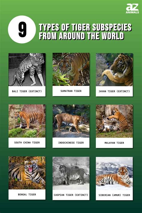 Exploring Different Tiger Species