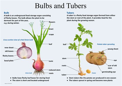 Exploring Different Types of Bulb Plants