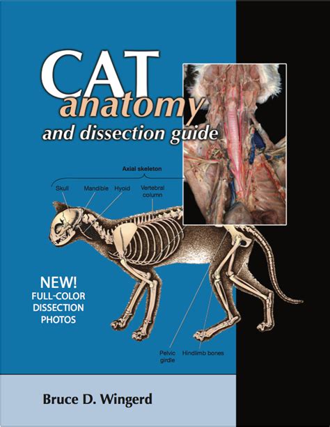 Exploring Feline Anatomy Through Dissection Techniques