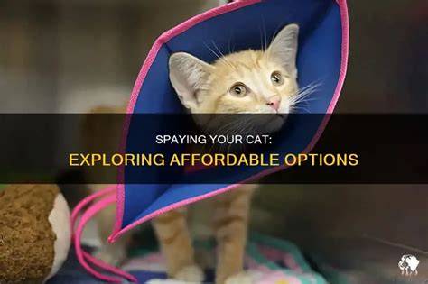 Exploring Low-Cost and Affordable Spaying Options