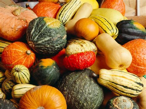 Exploring Notable Native American Squash Varieties