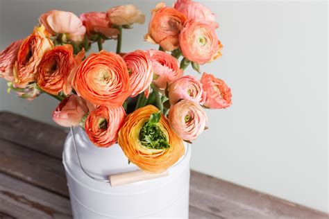 Exploring Popular Flower Families