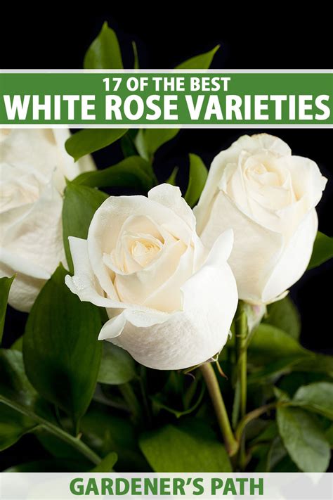 Exploring Popular White Rose Varieties
