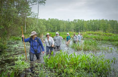 Exploring the Corkscrew Swamp Sanctuary
