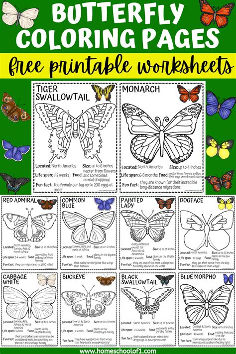 Exploring the Diversity in a Butterfly Coloring Book Collection