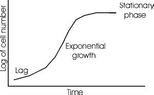 Unleashing the Potential of Life: Embracing Exponential Growth Definition in Biology