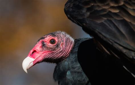 Exposure to diseases or toxins for vultures