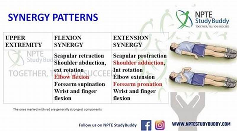 Extensor Synergy Pattern Lower Extremity