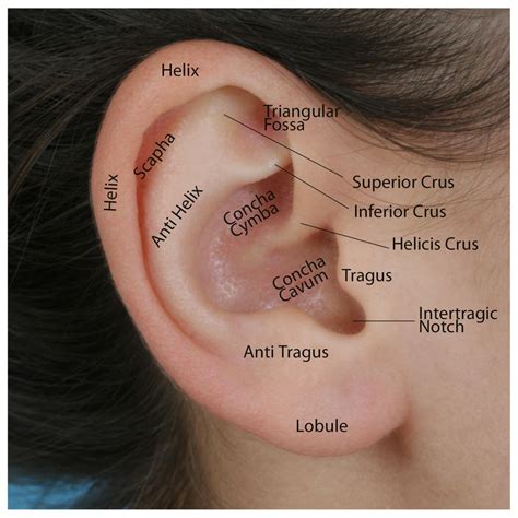 The Human Ear The Auricle Part 2 Wayne Staab