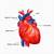 External Heart Anatomy