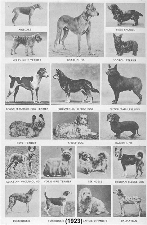 Extinct Dog Breeds List
