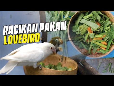 Extra Fooding Untuk Lovebird