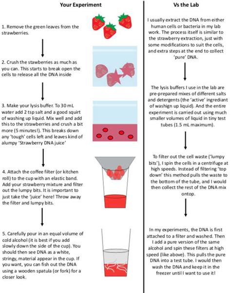 Extraction Worksheet Strawberry Dna Extraction Lab Answers : Strawberry