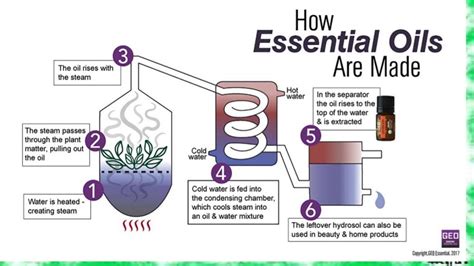 Extraction of Essential Oils: Methods & Techniques