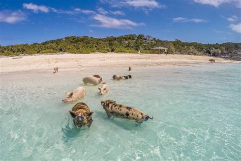 Exuma Cays Pigs
