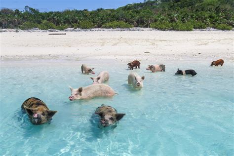 Exuma Swimming Pigs