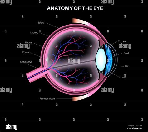 Eye Anatomy Diagram