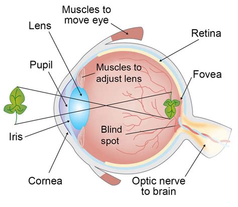 Eye Anatomy: See How Your Vision Works.