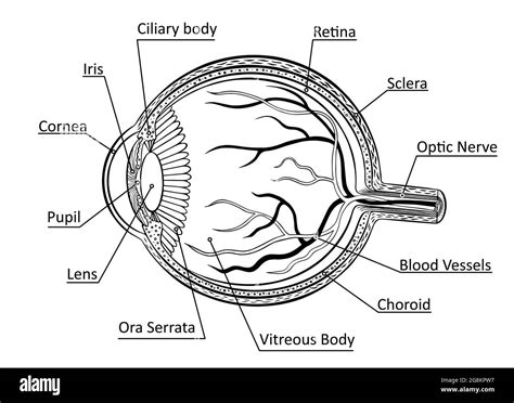 Eye Anatomy Drawing