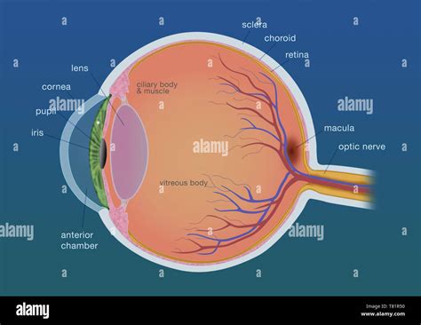 Eye Anatomy Side View