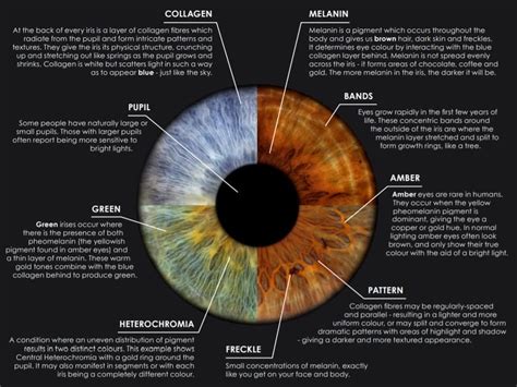 Eye Iris Patterns