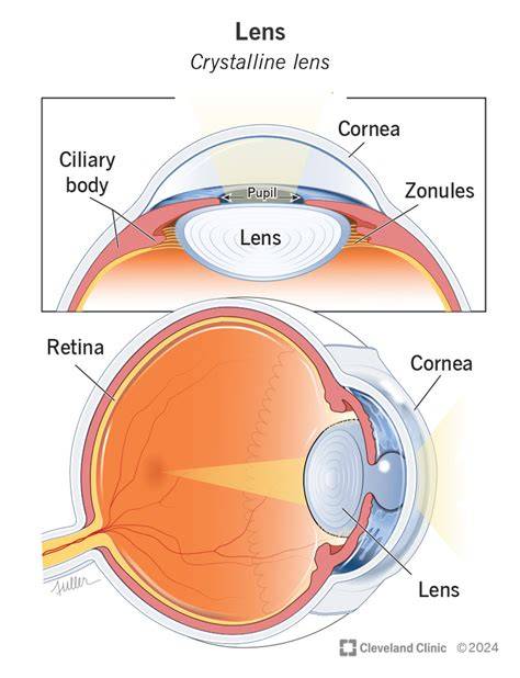 Eye Lens: Function & Common Medical Issues