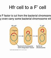 F+ and Hfr cells