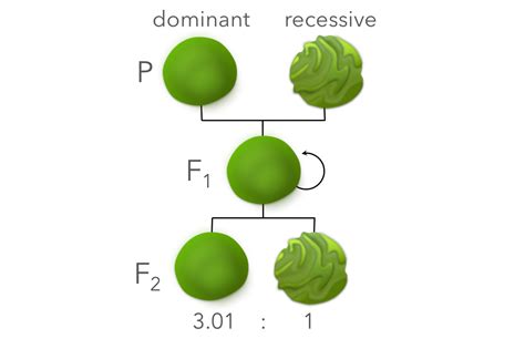 Unveiling the Enigmatic Existence of F1 Generation in Biology: Definition and Significance Unraveled!