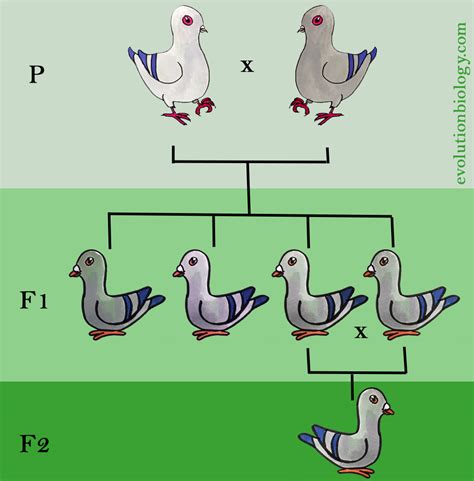 Understanding F2 Generation: A Crucial Biological Concept Explained
