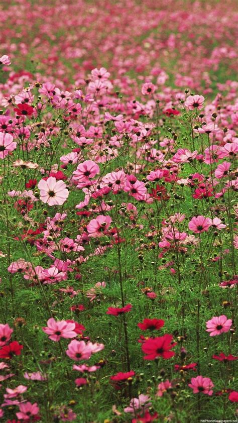 FAQ: Flower Field iPhone Wallpapers