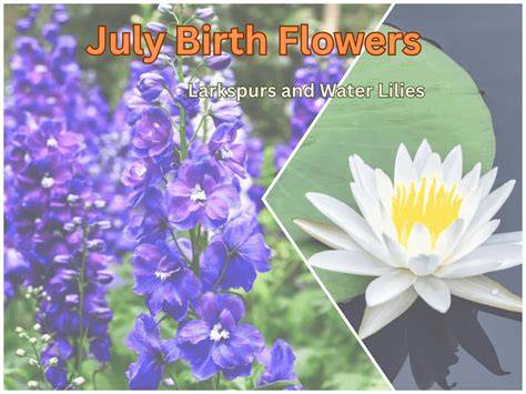FAQ: July Birth Flowers