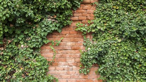 FAQ: Plant Grow Wall
