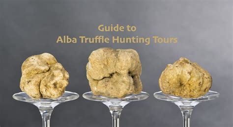 FAQ About Truffle Hunting Tours