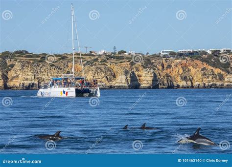 FAQ Algarve dolphin watching