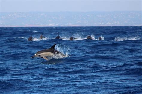 FAQ Dolphin Watching