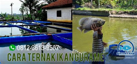 FAQ Ikan Gurame