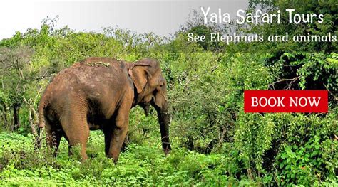 FAQ Yala Safari