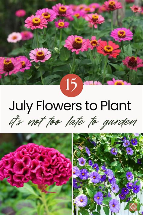FAQ about July Garden Flowers