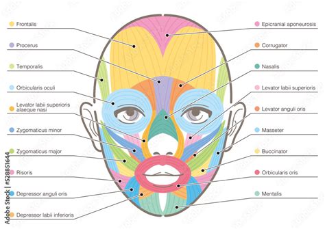 Face Anatomy Chart