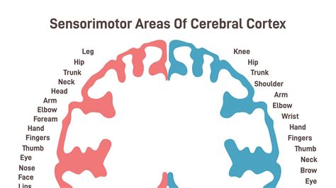 Face and Limb Motor Function