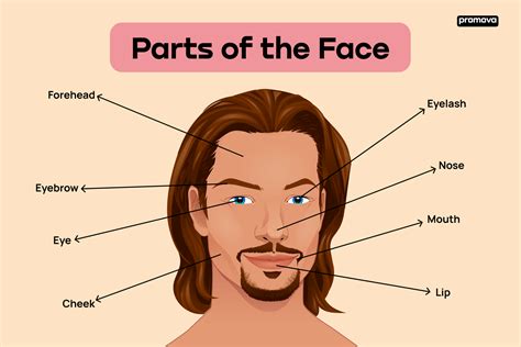 Facial Features Image