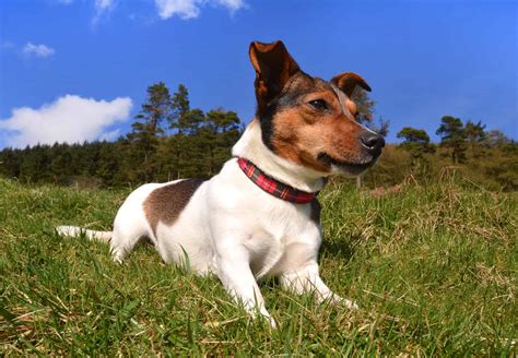 Factors Affecting a Jack Russell's Speed