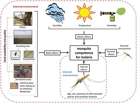 Factors Affecting Mosquito Consumption