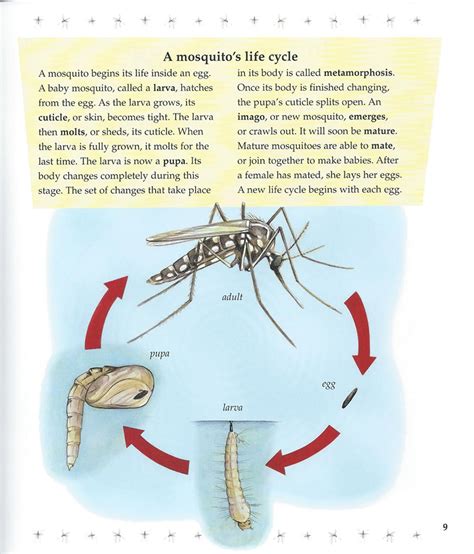 Factors Affecting Mosquito Lifespan