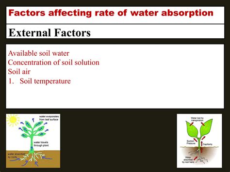 Factors Affecting Water Absorption
