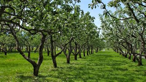 Factors Influencing Apple Tree Size