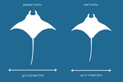 Factors Influencing Manta Ray Size