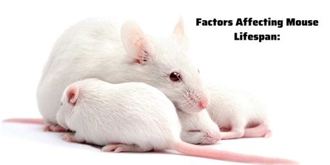 Factors That Affect the Lifespan of a Computer Mouse