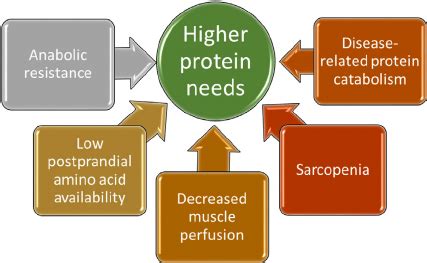 Factors That Influence Protein Needs